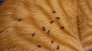 مكافحة البراغيث